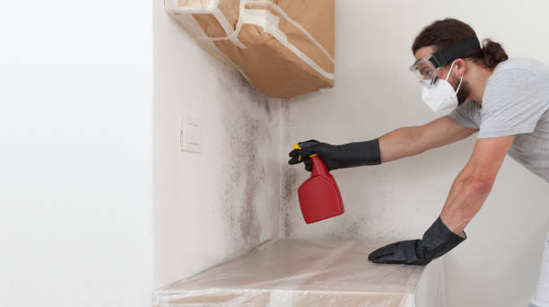 Professional Mold Removal technician working in Union, NJ