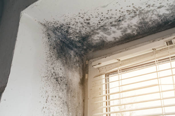 Affordable Mold Removal solutions in Union, NJ