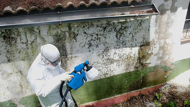 Top rated local Mold Removal specialists in Union, NJ